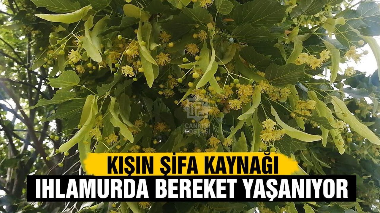 Çankırı'da ıhlamurda rekolte patlaması yaşanıyor