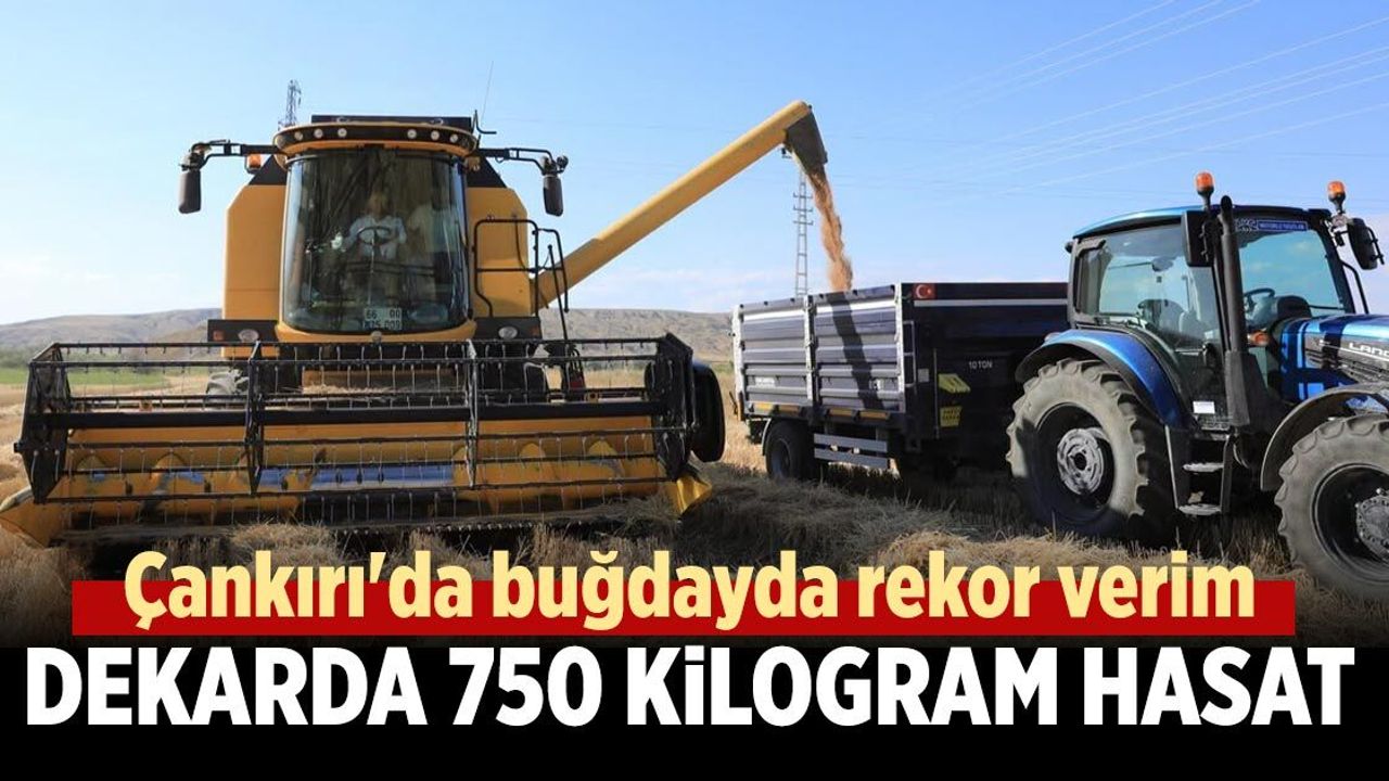 Çankırı'da buğdayda rekor verim! Dekarda 750 kilogram hasat