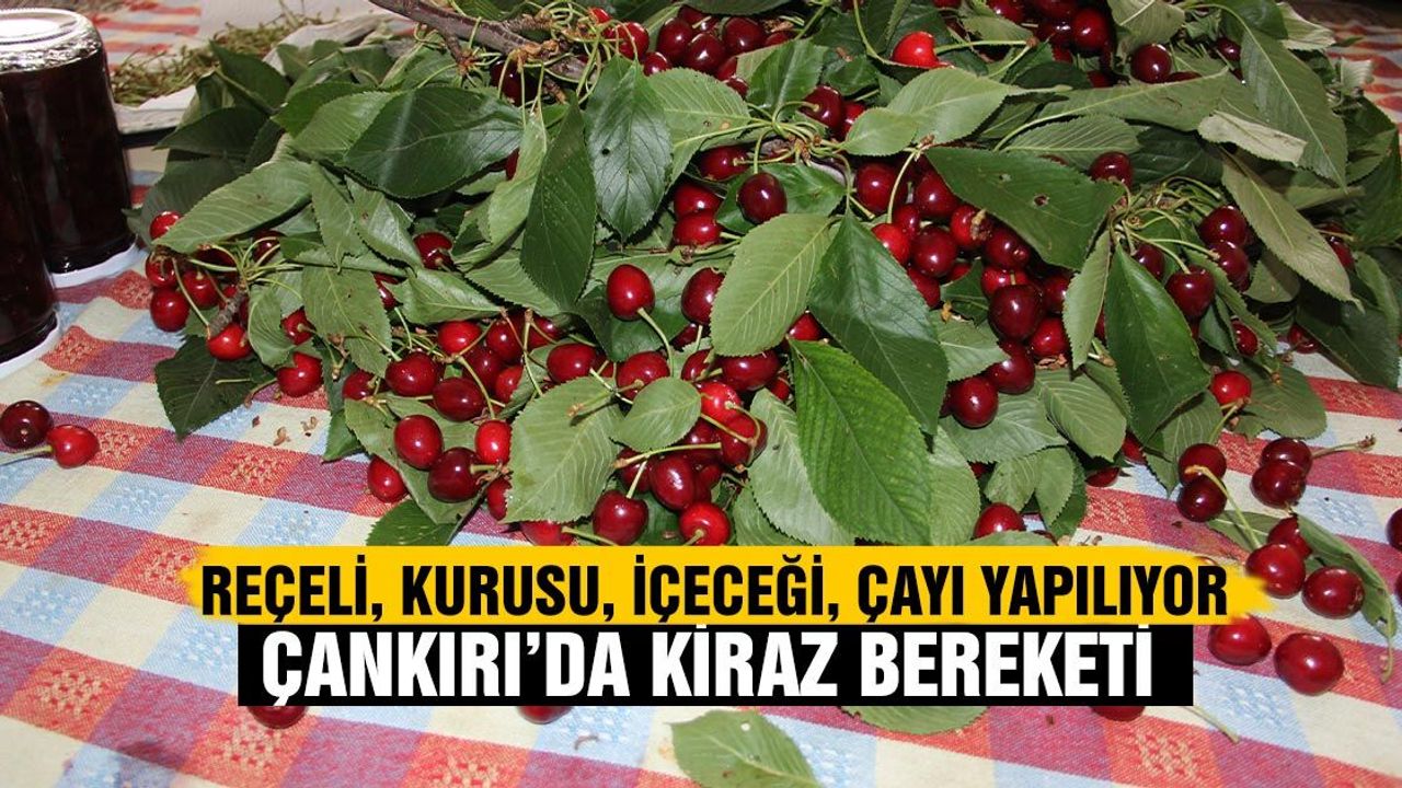 Çankırı'da kiraz ağaçlarında bu yıl büyük verim yaşanıyor