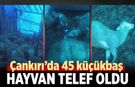 Çankırı’da 45 küçükbaş hayvan telef oldu