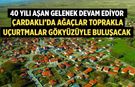 Çardaklı’da Geleneksel Ağaç Bayramı Coşkusu Yaşanacak
