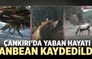 Çankırı’da yaban hayatı anbean kaydedildi