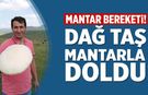 Çankırı'da mantar bereketi! Dağ taş mantarla doldu
