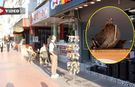 Çankırı’da çifte kumrular iş yerinin tabelasına yuva yaptı