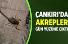 Çankırı'da akrepler gün yüzüne çıktı
