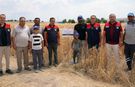 Çankırı'da yerli tohumlar sınavı başarıyla geçti