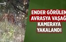 Çankırı'da ender görülen Avrasya vaşağı kameraya yakalandı