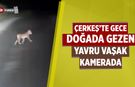 Çerkeş’te gece doğada gezen yavru vaşak kamerada