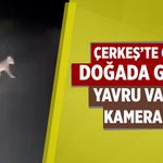 Çerkeş’te gece doğada gezen yavru vaşak kamerada