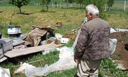 Çankırı'da köye inen ayı, arı kovanlarını parçaladı