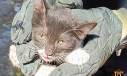 Çankırı'da araç motoruna giren kedi kurtarıldı
