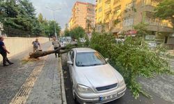 Dev ağaç otomobilin üstüne devrildi