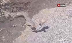 Çankırı’da yılanların dansı kameraya yansıdı