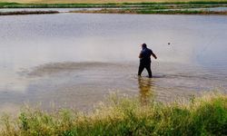 Çankırılı çeltik üreticileri dikkat: Uzmanından tavsiyeler