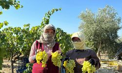 Manisa’da erkence üzümde hasat başladı