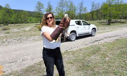 Kastamonu’da sağlıklarına kavuşan yaban hayvanları doğaya salındı