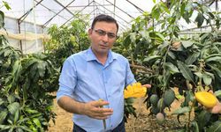 Alanya’da mango hasadı başladı