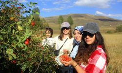 Erzincan’da kuşburnu, zorlu arazilerde toplanmaya başlandı