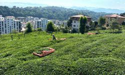 Rize’de çay üreticileri 3. sürgün hasadı için çay bahçelerine girmeye başladı