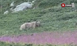 Ilgaz dağında gezintiye çıkan bozayı kameraya yakalandı