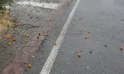 Çankırı'nın Kurşunlu ilçesinde dolu yağışı meyve ağaçlarına zarar verdi