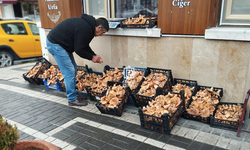 Çankırı‘da tezgâhlar kanlıca mantarı ile doldu taştı