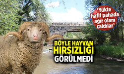 Çankırı'da böyle hayvan hırsızlığı görülmedi