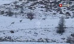 Çankırı’da karacalar kameraya yakalandı