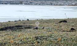 Çankırı'da gölet buz tuttu, etrafında çiğdemler açtı