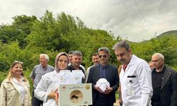 Çaycuma’da kestane gal arısına karşı biyolojik mücadele