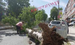 Edirne’de devrilen ağaç yolu trafiğe kapattı
