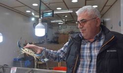 Sinop’ta dev mavi yengeç görenleri şaşırttı
