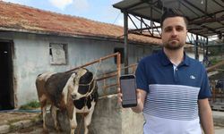 Sosyal medyada gördüğü kurbanlık danaları almak isterken 200 bin TL dolandırıldı
