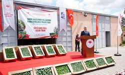 Çankırı’da sebze üretimine 767 bin fide desteği