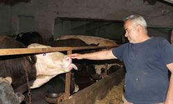 Başkentliler kurbanlık alımında Çankırı’yı tercih ediyor