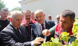 İstilacı kokarcaya karşı samuray arısı umudu