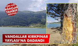 Vandallar Kırkpınar Yaylası’na dadandı: Çam Ağaçları tahrip edildi