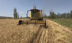 Çankırı’da Arpa hasadı başladı