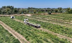 Bafra Ovası’nda kavun ve karpuz hasadı hız kazandı