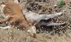 Karabük’te 3 inek şap hastalığından telef oldu