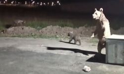 Kars’ta 1 kişi ayı saldırısından son anda kurtuldu
