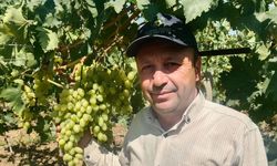 Sarıgöl Ovası’nda erkenci üzüm alımları başladı