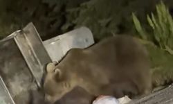 Uludağ’da aç kalan ayılar çöplere dadandı