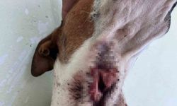 Yaban domuzları köpekleri hedef aldı