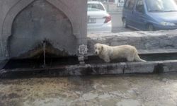 Sıcaktan bunalan köpek çeşme oluğunda serinledi