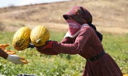40 derece sıcaklıkta kavun hasadı başladı: Yüksek verim, üreticinin yüzünü güldürdü