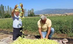 Amasya’nın tescilli bamyasına Afrika’dan rakip çıktı