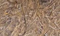 Elazığ’da sarıkız örümceği ile kedinin mücadelesi kamerada