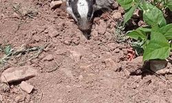 Gercüş’te nesli tükenmekte olan porsuk görüntülendi