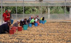 İncirlerini kurutmaya başlayan üreticilerin en büyük sıkıntısı hırsızlar